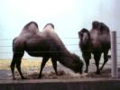 camels2.JPG