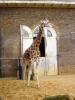 giraffe2.JPG