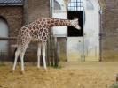 giraffe3.JPG