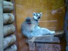 lemur1.JPG