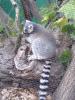 lemur2.JPG