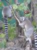 lemur3.JPG
