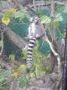 lemur4.JPG