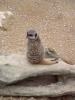 meerkat1.JPG