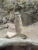 meerkat12.JPG