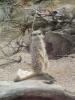 meerkat13.JPG