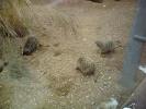 meerkat4.JPG