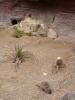meerkat6.JPG