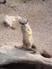 meerkat7.JPG