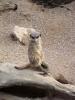 meerkat9.JPG