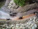 otters1.JPG
