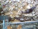otters3.JPG