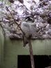 owl.JPG