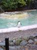 penguin.JPG